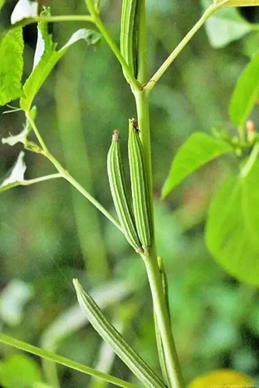 molokhia plant seeds Egyptian Spinach Seeds - Nutritious and Delicious
