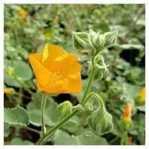 aboli flower seeds Indian Mallow Seeds 2 pack x 100 seeds Abutilon indicum for Garden & Landscaping