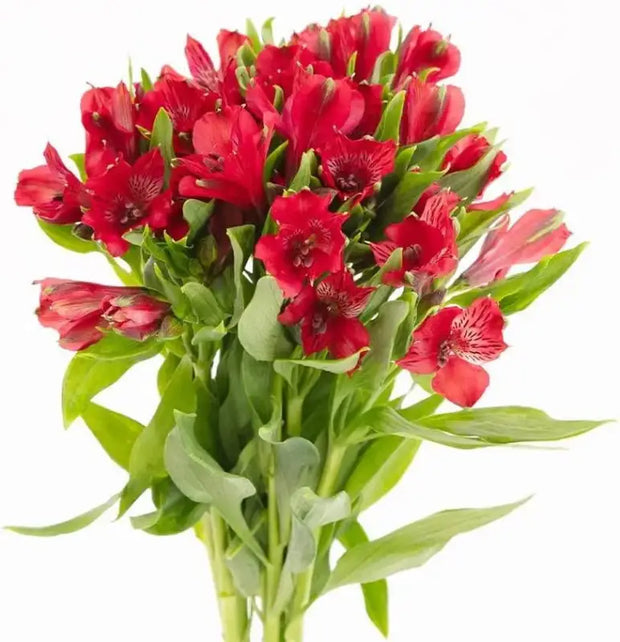 Peruvian Lily Seeds Mixed Flower Seeds 20 Seeds Alstroemeria ILY of The Incas - The Rike Inc