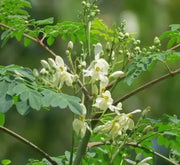 Moringa oleifera Seeds for Planting 200 Seeds Moringa drumstick Tree Horseradish Tree Ben Oil Tree benzolive Tree - The Rike Inc