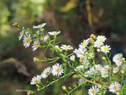 1000 Frost Aster Seeds Symphyotrichum Pilosum Hairy White Oldfield Aster Aster Plant Aster Pilosus