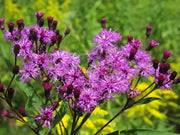 1000 Seeds Ironweed Seeds - Vernonia Fasciculata Baldwin's Ironweed Seeds for Planting Bach dau ong Vernonia Noveboracensis Western Ironweed herb Seeds