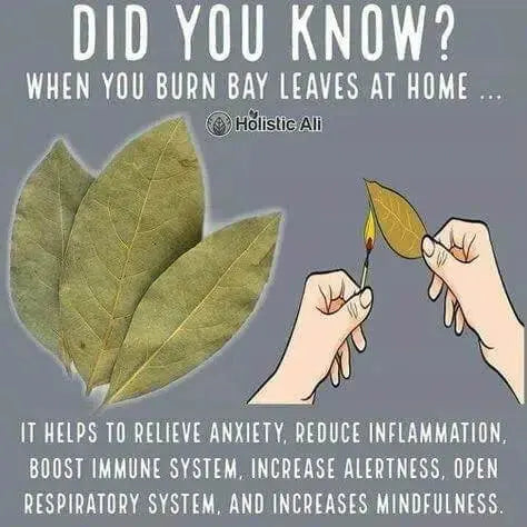 200 GRAM dried bay leaves Organic Bay Leaves Hoja De Laurel - Dried Laurus Nobilis whole Ideal for Adding Flavor to Soups, Stews, and Sauces - The Rike Inc