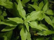 100 Pennsylvania Pellitory Seeds for Planting Parietaria pensylvanica Flower Seeds