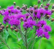 1000 Seeds Ironweed Seeds - Vernonia Fasciculata Baldwin's Ironweed Seeds for Planting Bach dau ong Vernonia Noveboracensis Western Ironweed herb Seeds