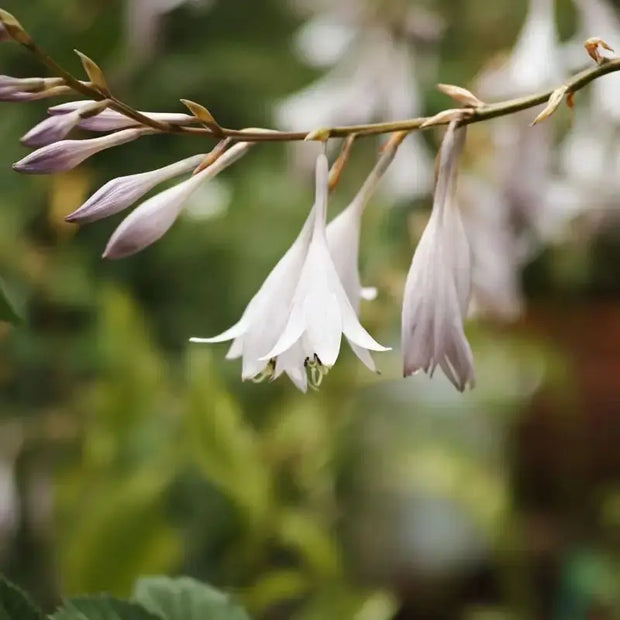 30 Seeds - Siebold's Plantain Lily Seeds | Hosta sieboldiana Siebold's Funkia / Japanese Hosta Seeds | August Lily or Giboshi Elegans Plantain Lily Seeds | Ideal for Home Vegetable Gardens - The Rike The Rike