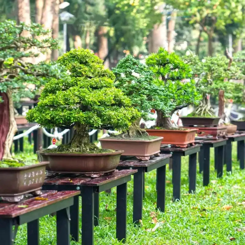 american elm tree bonsai 2 pack x American Elm Tree Seeds