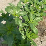 4000 Saluyot (Egyptian Spinach) Seeds, Corchorus Olitorius Molokhia Seeds for planting Ewedu, Green Jute Mallow Plant Seeds, Jew's Mallow, Nalta, or Rau Đay - The Rike - Image #7