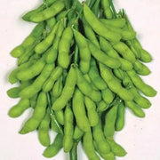 600 seeds - Soybean Seed - Edamame Soy Pod Soya Bean Seed - Soy Legume Bean Sprout - Asian Bean Seed Asian Green Seed for Your Home Vegetable Garden - The Rike - Image #5