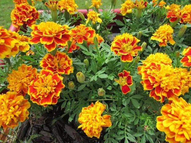 tangerine french marigold seeds French Marigold Seeds for Easy Planting 7000 seeds
