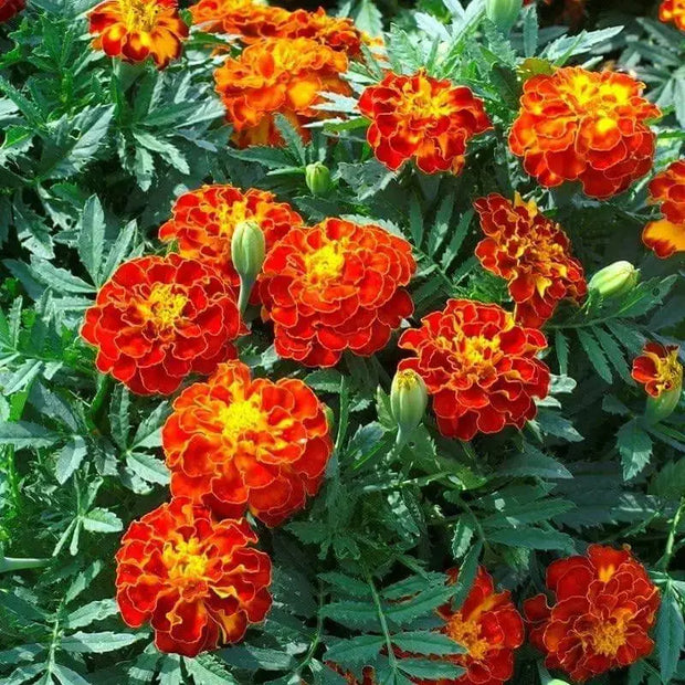 naughty marietta marigold seeds French Marigold Seeds for Easy Planting 7000 seeds