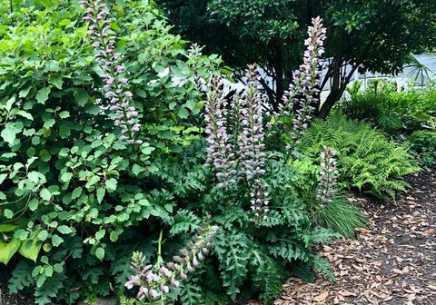MUST-KNOW GUIDE ON HOW TO GROW ACANTHUS FROM SEED