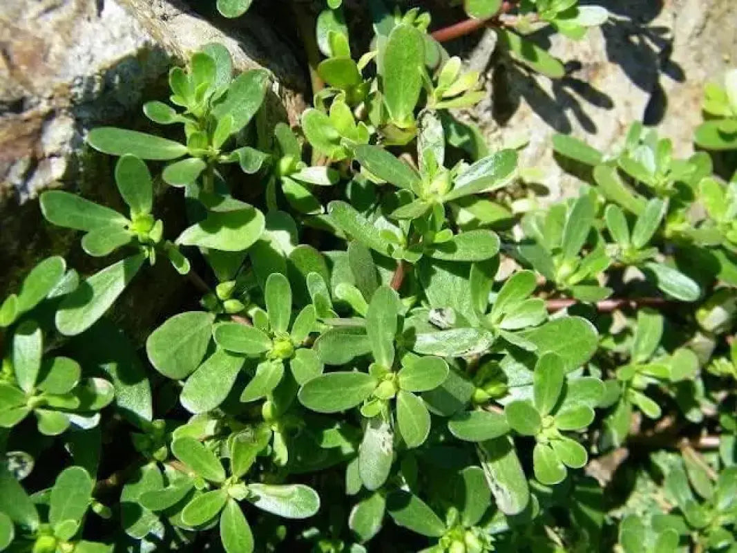 3 pack x 2000 Golden Purslane Seeds