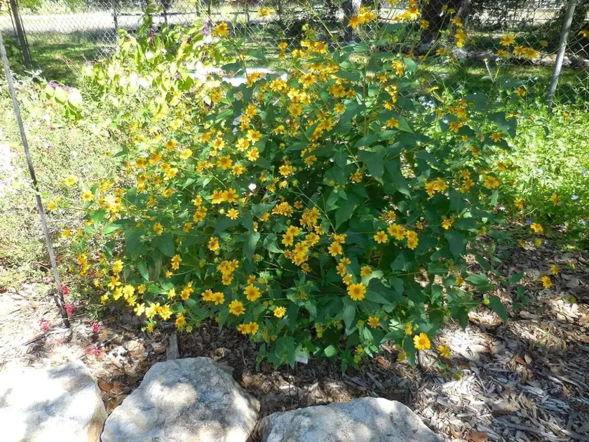 Goldeneye Sunflower Seeds for Planting 300 seeds Viguiera Dentata