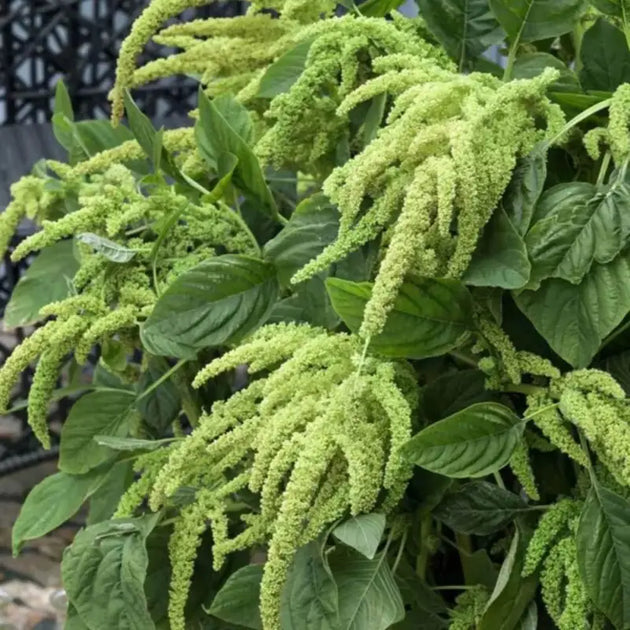 Green Amaranth Seeds Rau Den Xanh Yin Choi Callaloo Thotakura 1000 ...