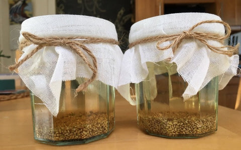 grow-alfalfa-seeds-in-a-jar