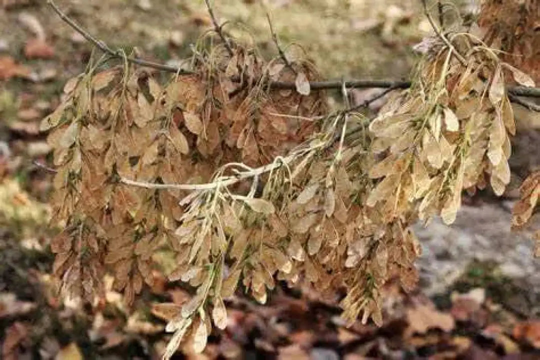2 pack x 100 seeds Red Maple Tree Seeds for Planting American Maple, Red  Leaf Japanese Maple seeds