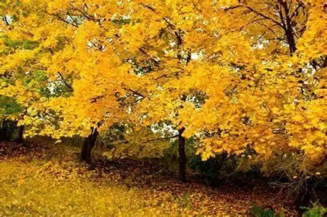 2 pack x 100 seeds Red Maple Tree Seeds for Planting American