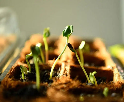 Q&A: Do Seeds Always Need Light To Germinate?