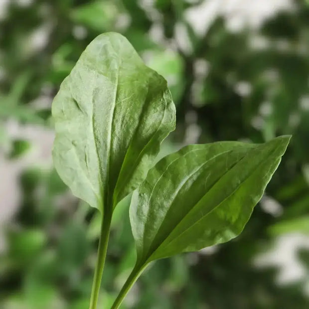 Broadleaf Plantain (Plantago major Broadleaf Plantain (Plantago major