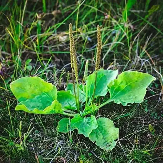 planting plantain seeds 2 pack x Broadleaf Plantain 6000 seeds plantain weed seeds