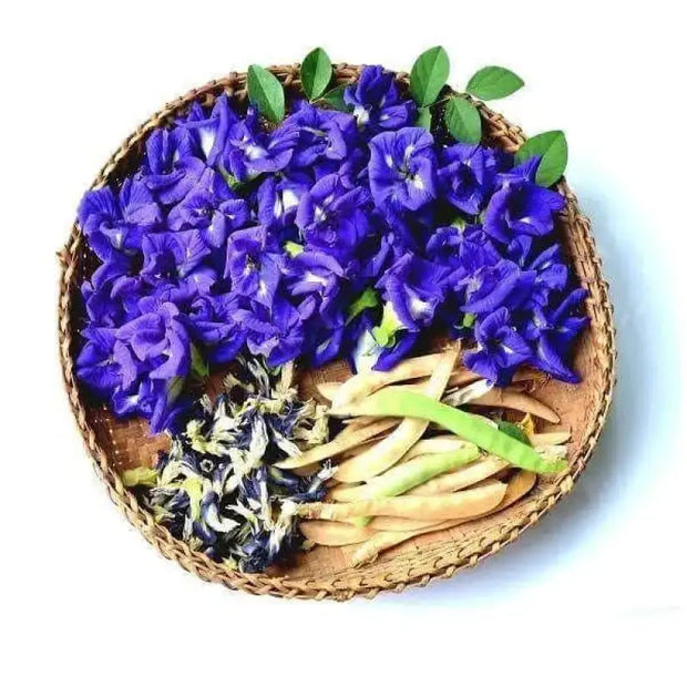 butterfly wing plant seeds Growing Butterfly Pea Seeds flower seeds for planting 2 pack x 100 seeds