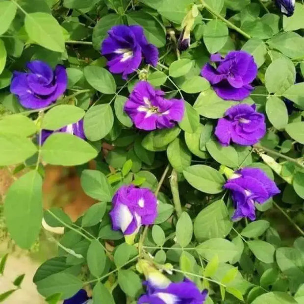 organic butterfly pea flower seeds Growing Butterfly Pea Seeds flower seeds for planting 2 pack x 100 seeds