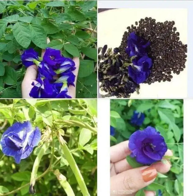 butterfly pea flower seed germination Growing Butterfly Pea Seeds flower seeds for planting 2 pack x 100 seeds