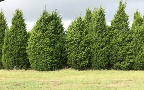 growing-eastern-red-cedar-tree