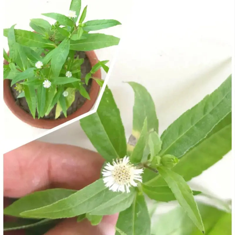 false daisy plant seeds False Daisy (Eclipta prostrata) from Seed: easy, sun-loving,  container-friendly 100 seeds x 4 pack