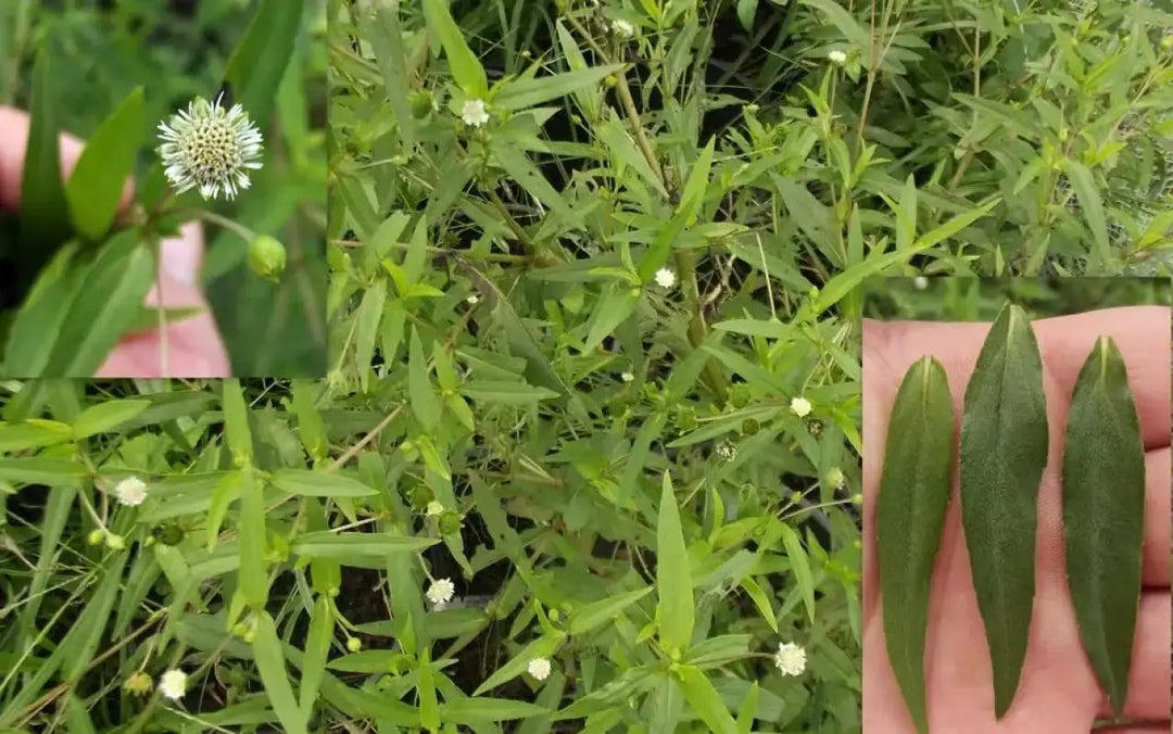 false daisy plant seeds False Daisy (Eclipta prostrata) from Seed: easy, sun-loving, container-friendly 100 seeds x 4 pack
