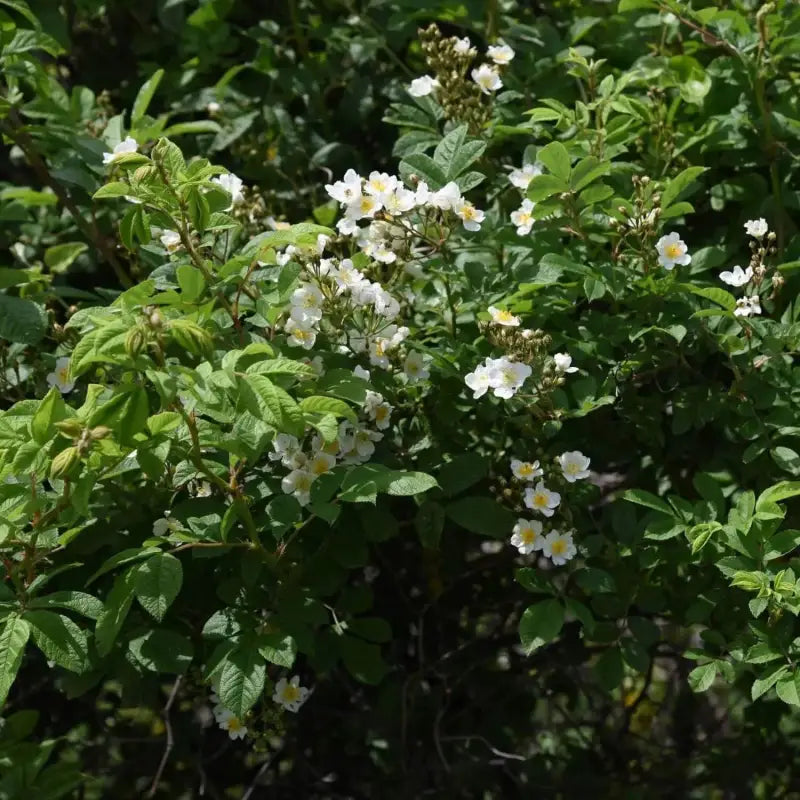 multiflora rose seeds 2 pack x Growing Multiflora Roses 30 seeds for planting