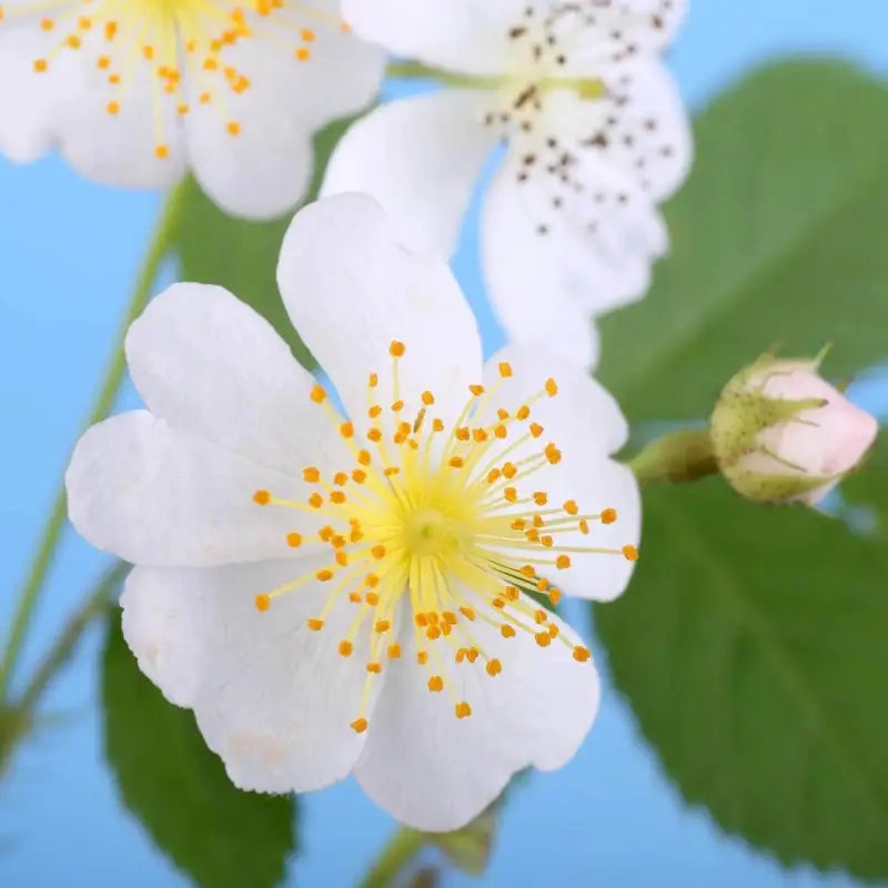multiflora rose seeds 2 pack x Growing Multiflora Roses 30 seeds for planting