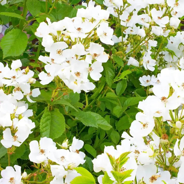 multiflora rose seeds 2 pack x Growing Multiflora Roses 30 seeds for planting