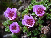 2000 Seeds Saxifraga Rose Seeds Robe Seeds Purple Saxifraga Robe Flower Seeds saxifrages rockfoils Mossy Saxifrage Purple Robe Seeds for Planting - The Rike Inc