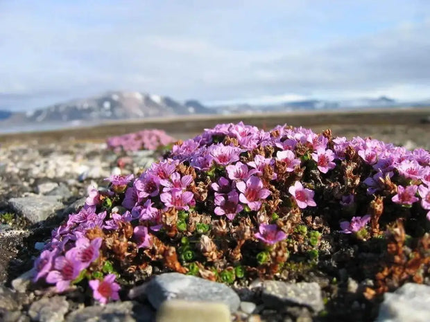 2000 Seeds Saxifraga Rose Seeds Robe Seeds Purple Saxifraga Robe Flower Seeds saxifrages rockfoils Mossy Saxifrage Purple Robe Seeds for Planting - The Rike Inc