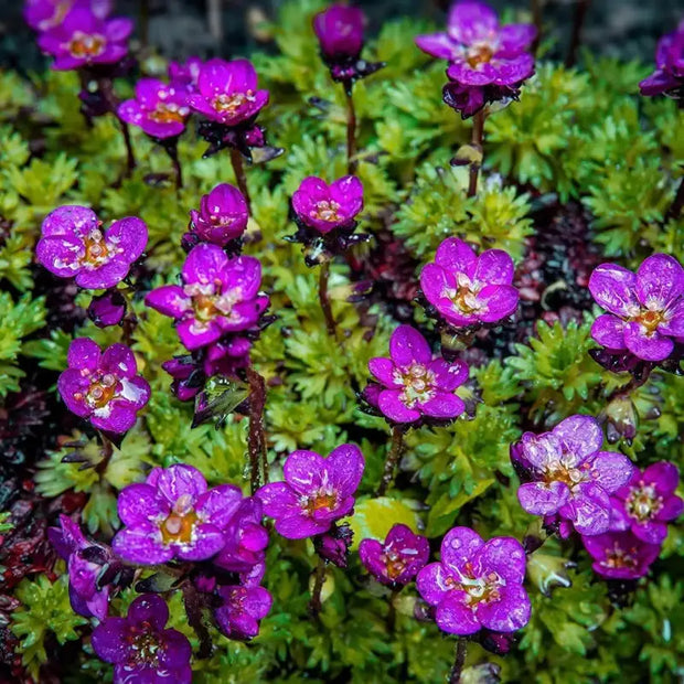 2000 Seeds Saxifraga Rose Seeds Robe Seeds Purple Saxifraga Robe Flower Seeds saxifrages rockfoils Mossy Saxifrage Purple Robe Seeds for Planting - The Rike Inc