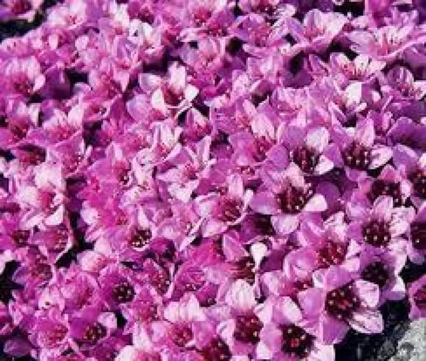 2000 Seeds Saxifraga Rose Seeds Robe Seeds Purple Saxifraga Robe Flower Seeds saxifrages rockfoils Mossy Saxifrage Purple Robe Seeds for Planting - The Rike Inc