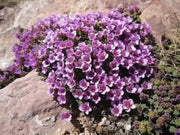 2000 Seeds Saxifraga Rose Seeds Robe Seeds Purple Saxifraga Robe Flower Seeds saxifrages rockfoils Mossy Saxifrage Purple Robe Seeds for Planting - The Rike Inc