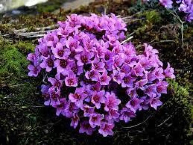 2000 Seeds Saxifraga Rose Seeds Robe Seeds Purple Saxifraga Robe Flower Seeds saxifrages rockfoils Mossy Saxifrage Purple Robe Seeds for Planting - The Rike Inc