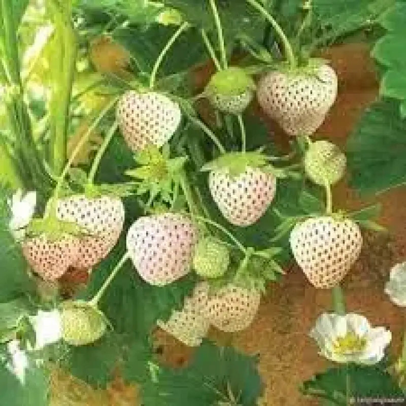 White Strawberry / Pineberry Seeds 800 - Fragaria