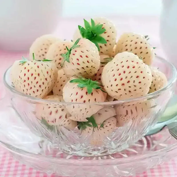 strawberry white seeds Growing 2 pack x 800 White Strawberry Seeds