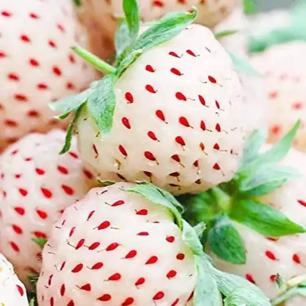 white strawberry red seeds Growing 2 pack x 800 White Strawberry Seeds