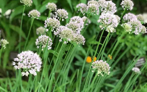 Growing Garlic Chives from Seed - A Detailed Guide for Novice Gardeners