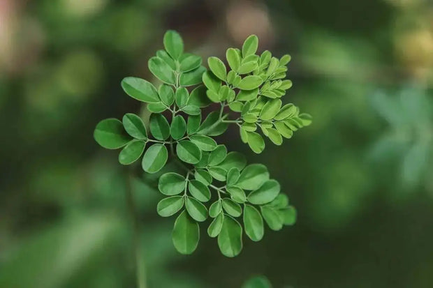 Moringa oleifera Seeds for Planting 200 Seeds Moringa drumstick Tree Horseradish Tree Ben Oil Tree benzolive Tree - The Rike Inc