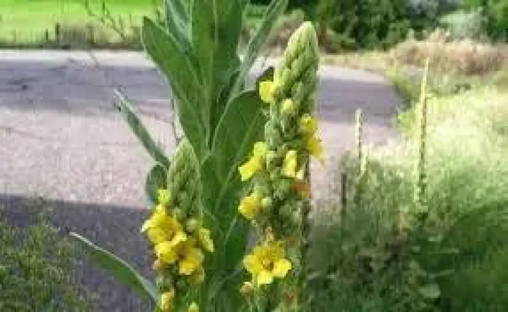 planting mullein seeds Great Mullein Seeds 4000 Seeds for Planting Verbascum thapsus x 2 pack