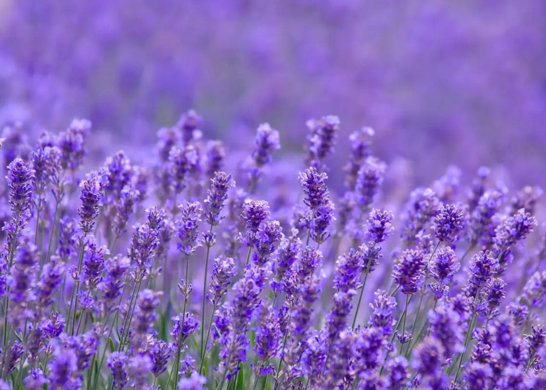 Sự Thật Thú vị về Ý Nghĩa Hoa Oải Hương (Lavender) | Vườn Hoa Tươi