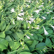 30 Seeds - Siebold's Plantain Lily Seeds | Hosta sieboldiana Siebold's Funkia / Japanese Hosta Seeds | August Lily or Giboshi Elegans Plantain Lily Seeds | Ideal for Home Vegetable Gardens - The Rike The Rike