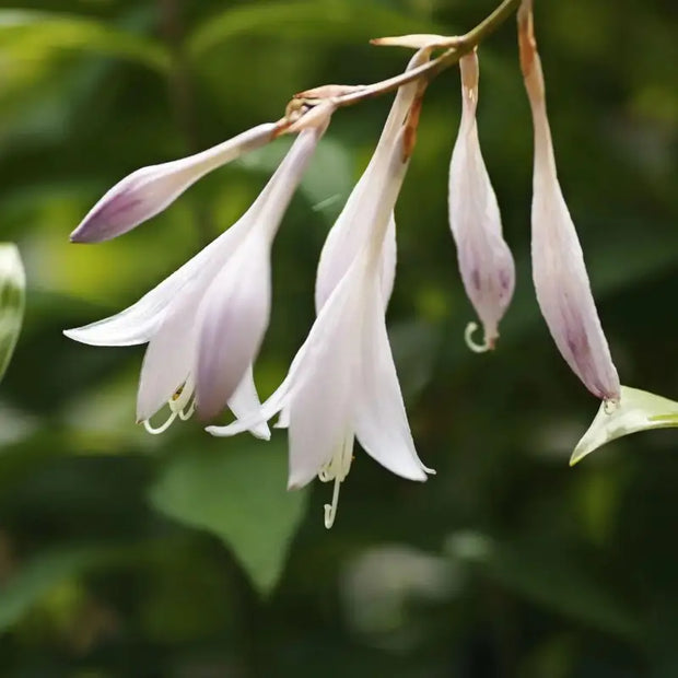 30 Seeds - Siebold's Plantain Lily Seeds | Hosta sieboldiana Siebold's Funkia / Japanese Hosta Seeds | August Lily or Giboshi Elegans Plantain Lily Seeds | Ideal for Home Vegetable Gardens - The Rike The Rike