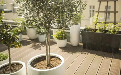 how-long-olive-tree-seeds-grow